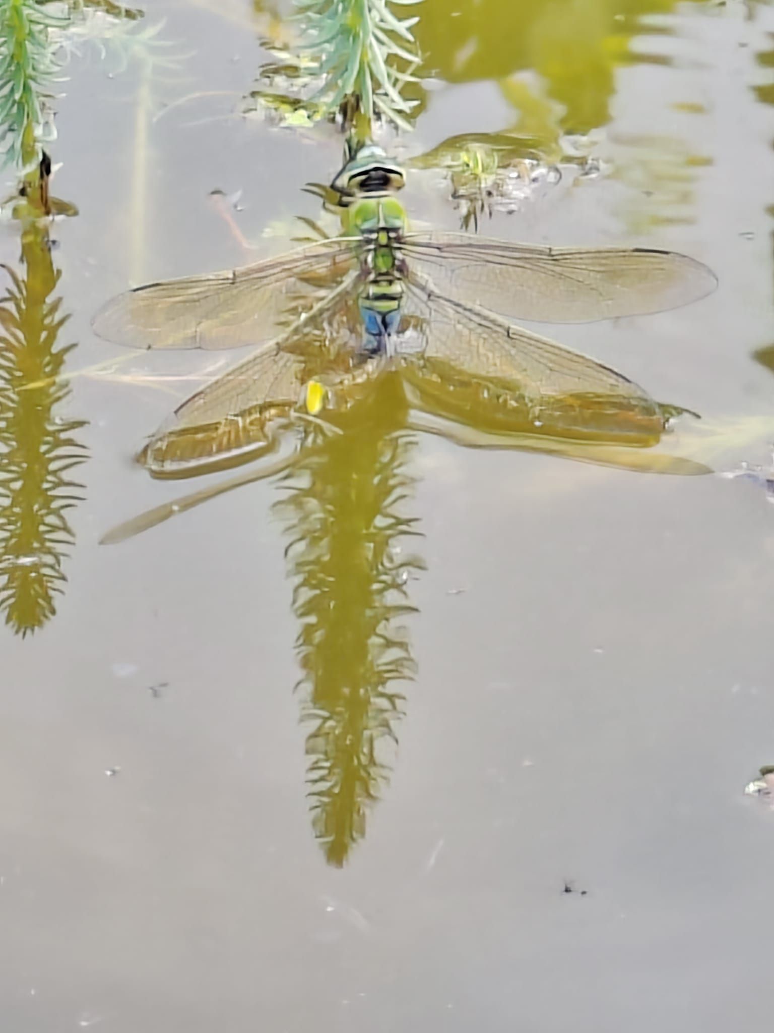 Große Königslibelle (Anax imperator) bei der Eiablage