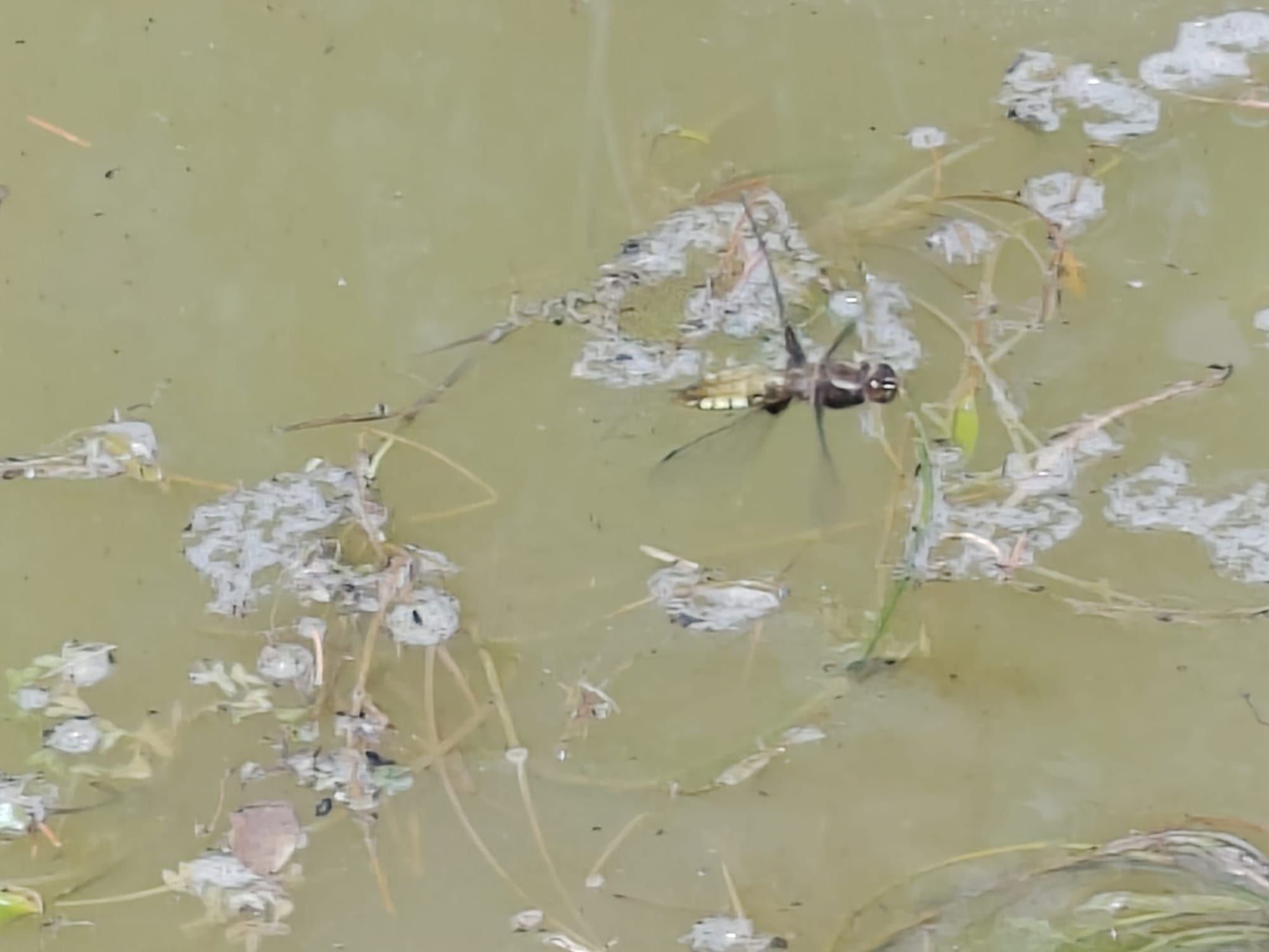Plattbauch (Libellula depressa) - Weibchen