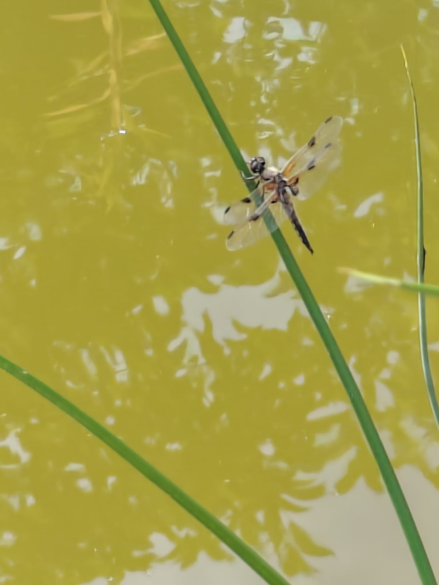 Vierfleck (Libellula quadrimaculata)