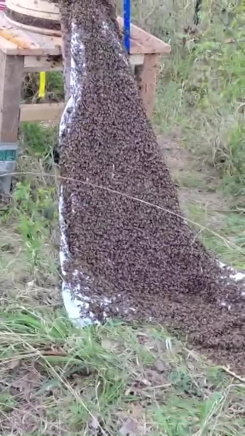 Einzug der Bienen in den Bienenturm thumbnail