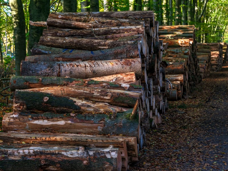 Timber Treatments