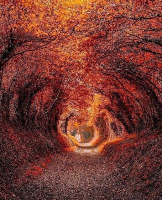 The Leaves of Autumn