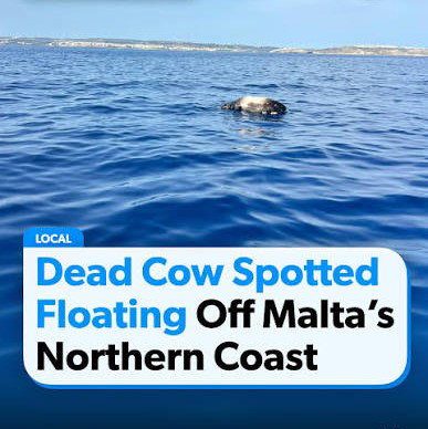 Floating cows?