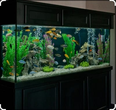 Tropical and Cold-water fish