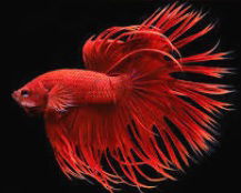 What about fish in a bowl: