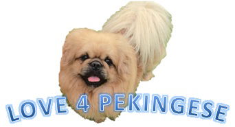 LOVE4PEKINGESE