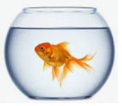 What about fish in a bowl: