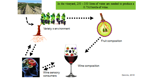 Multidisciplinary and integrated R&D projects are needed to answer to wine industry complex questions