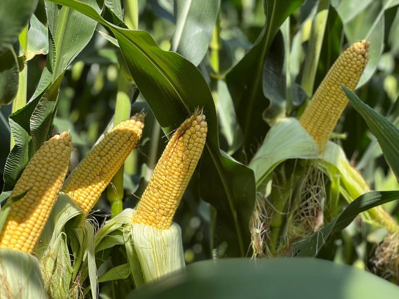 استيراد المنتجات الزراعية