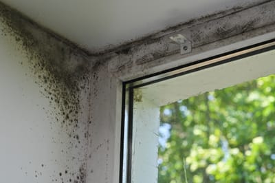 The Hidden Dangers of Mold and the Importance of Proper Testing and Remediation