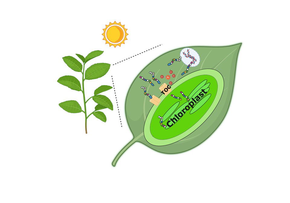 How a specialized structure in plant cells helps regulate photosynthesis