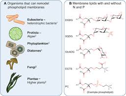 Metabolomics, Lipidomics, and Antipsychotics article
