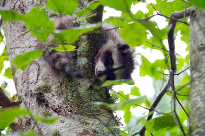 10 Activities to Enjoy During Your Trip to Raccoon Island