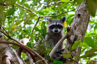 10 Essential Packing Items for a Perfect Day on Raccoon Island