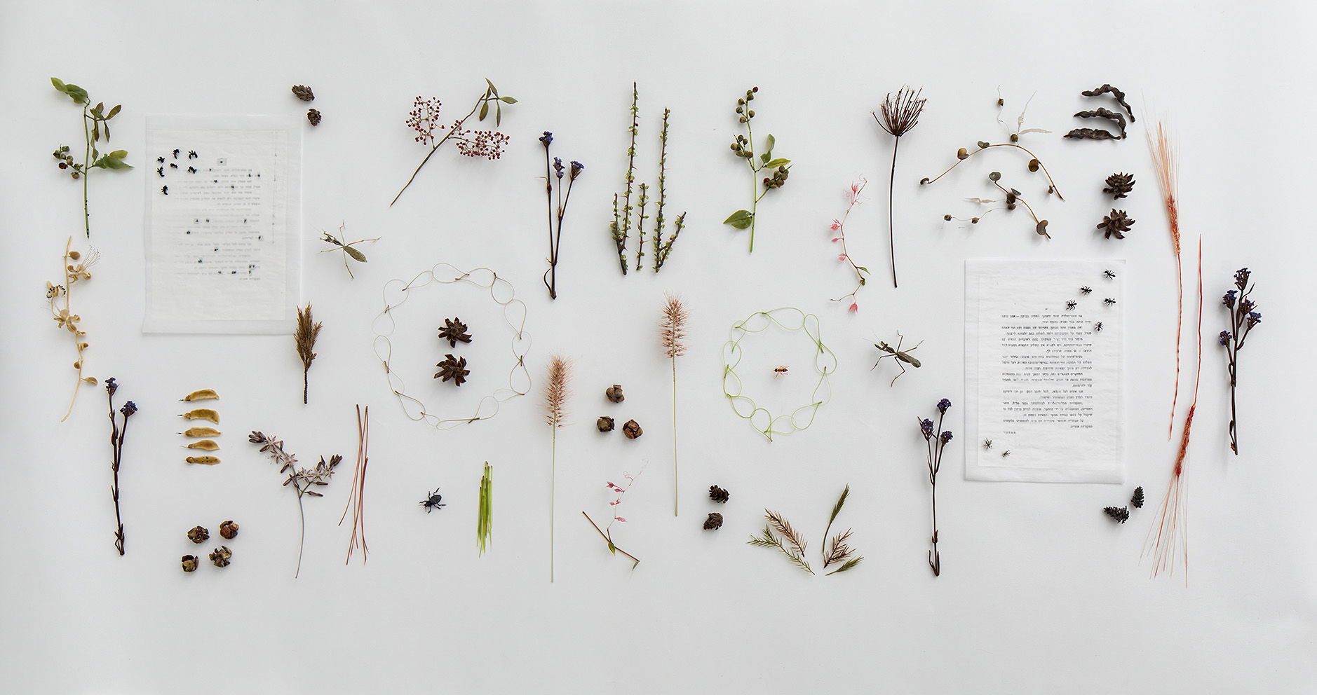 Homeland Plants - Dafna Kaffeman