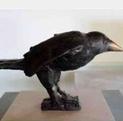 Corvus Kajan - Ann Wolff