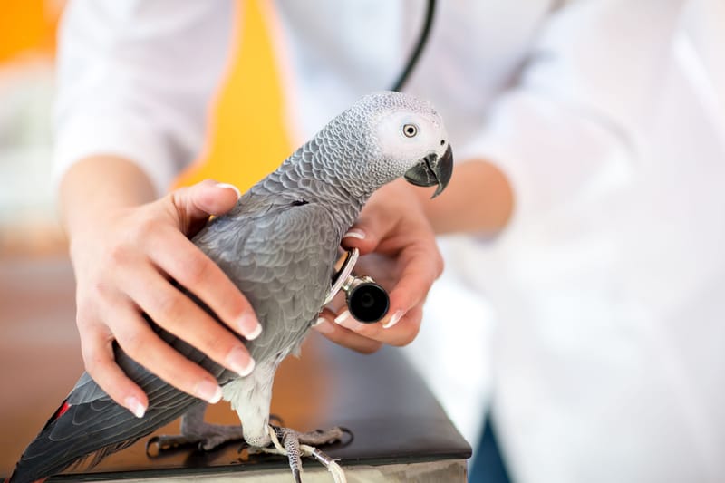 Parrot Rehabilitation
