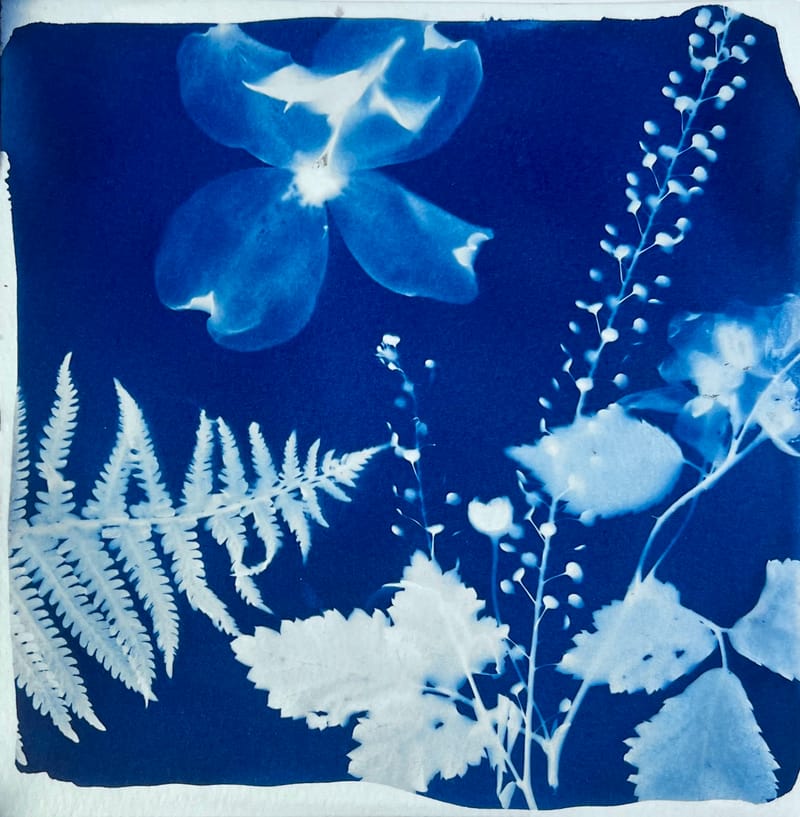 Cyanotype & Photography