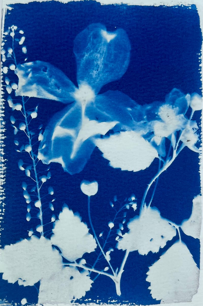 Cyanotype & Photography