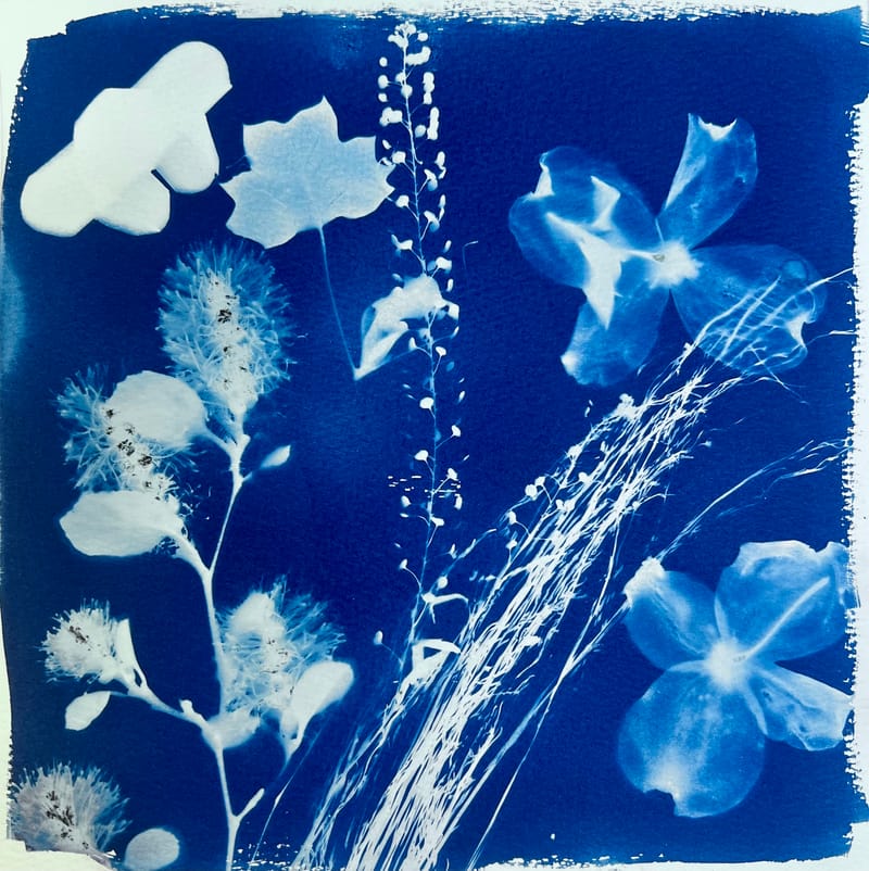 Cyanotype & Photography