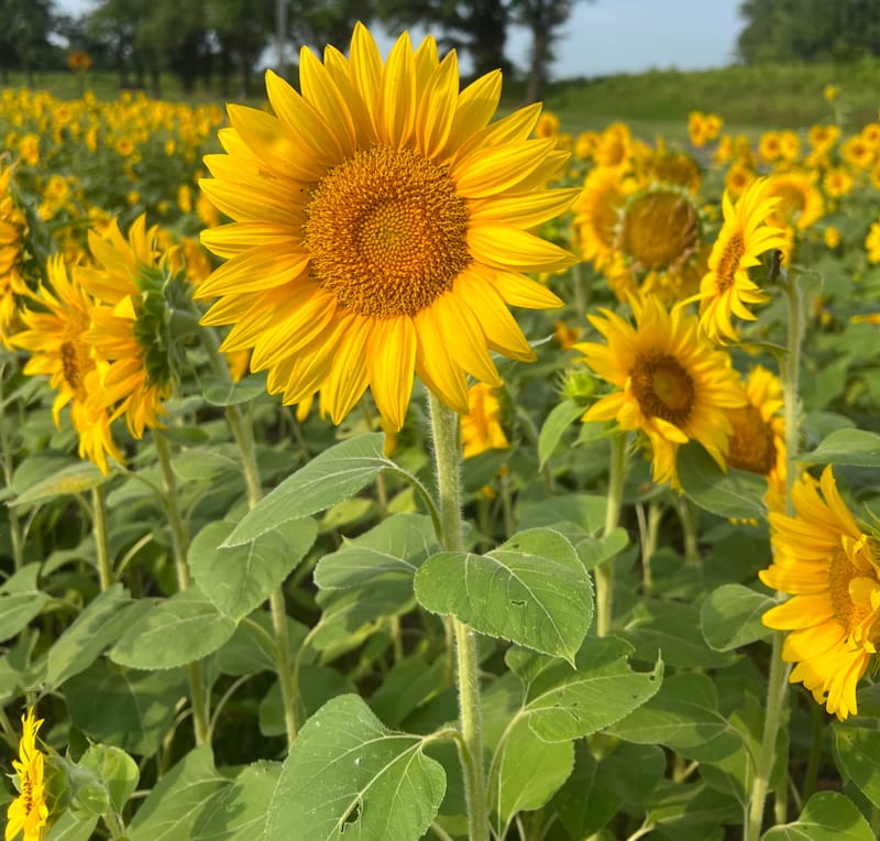 Cyanotype & Photography