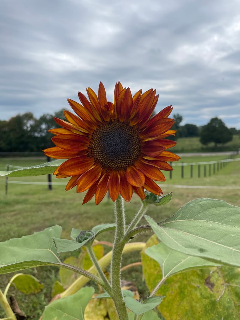 Cyanotype & Photography