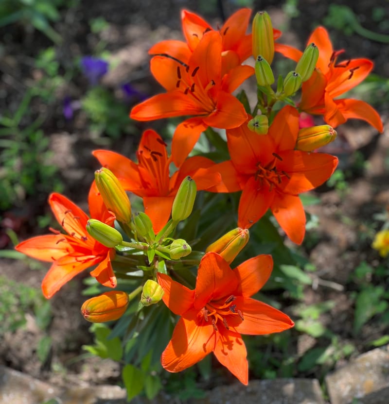 Cyanotype & Photography