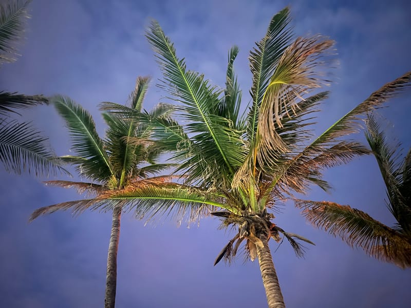 Cyanotype & Photography