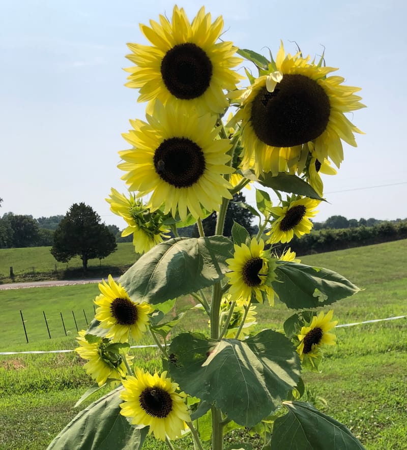 Cyanotype & Photography