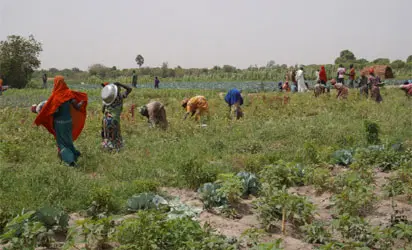 Agricultural Services