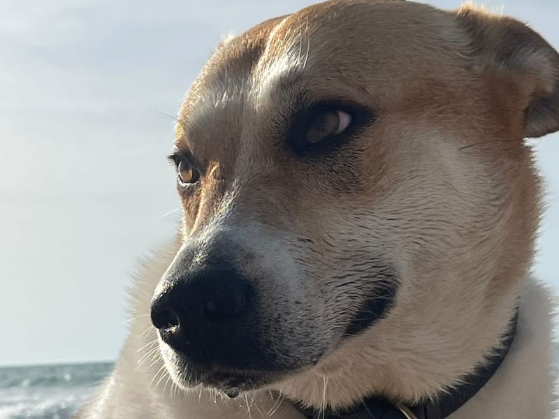 Lola אילוף כלבים ופנסיון - אילוף כלבים עד הבית