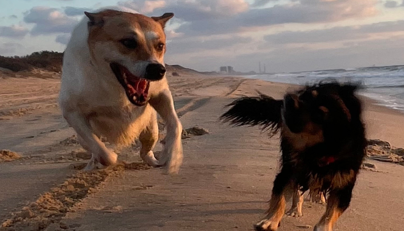 אילוף מתקדם