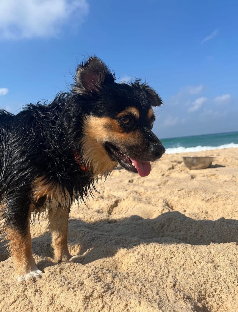 טיפול בבעיות התנהגות