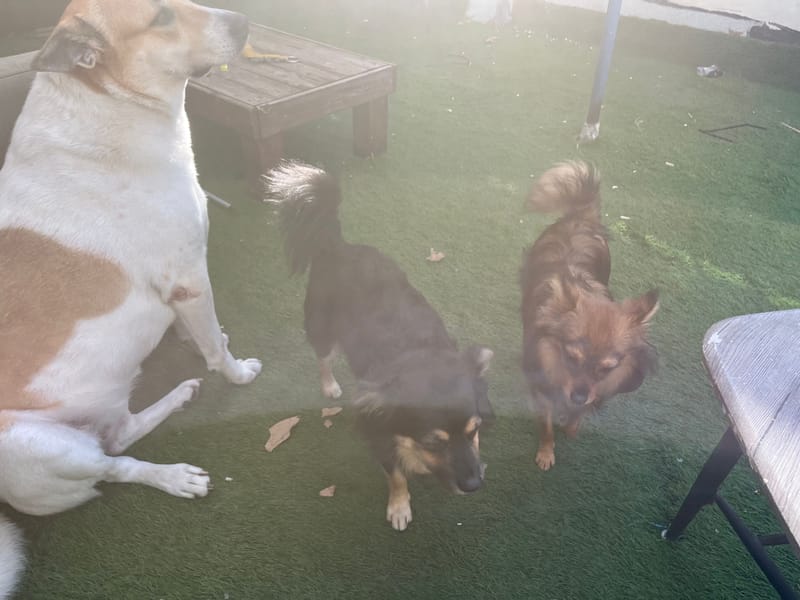 פנסיון לכלבים