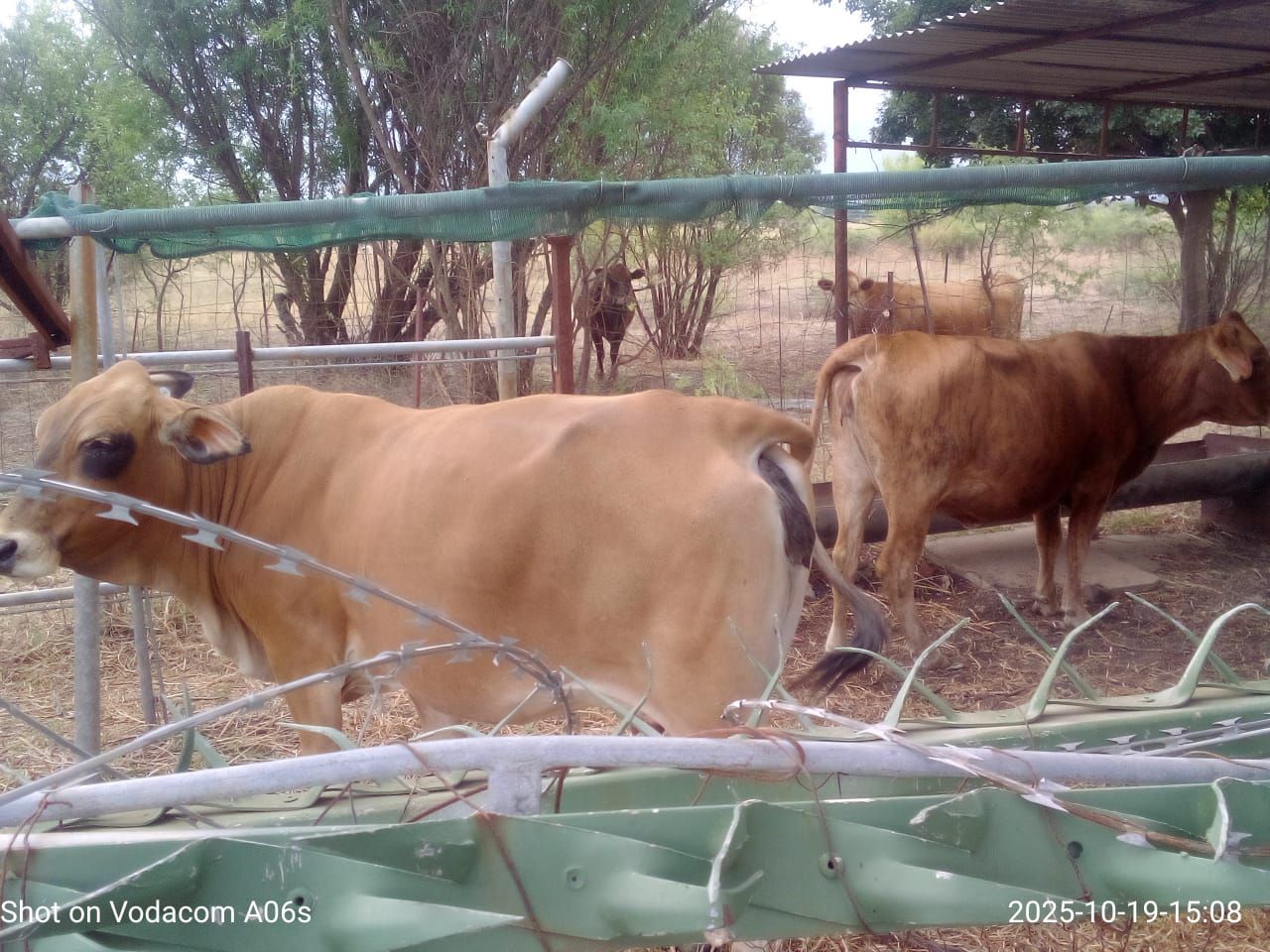 Cattle Recovered