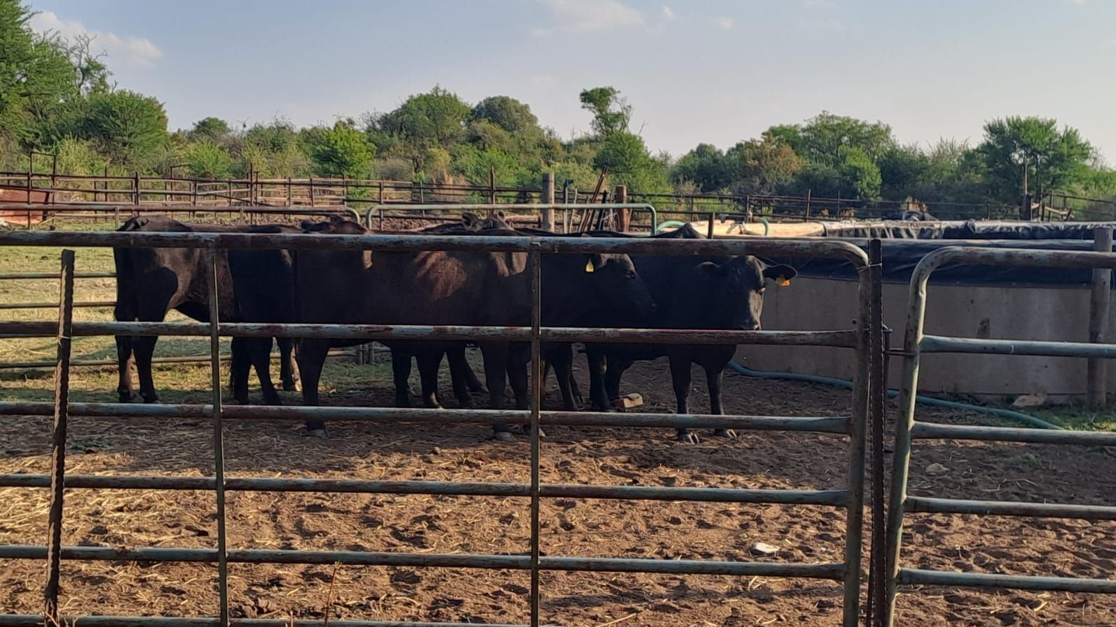 Cattle Recovered