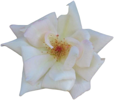 RENTOULIA APARTMENTS (POULITHRA,LEONIDIO)