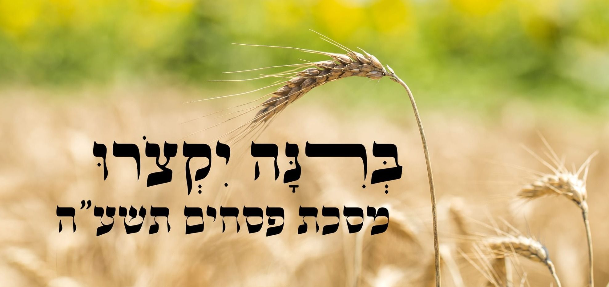 ברינה יקצרו פסחים תשע"ה