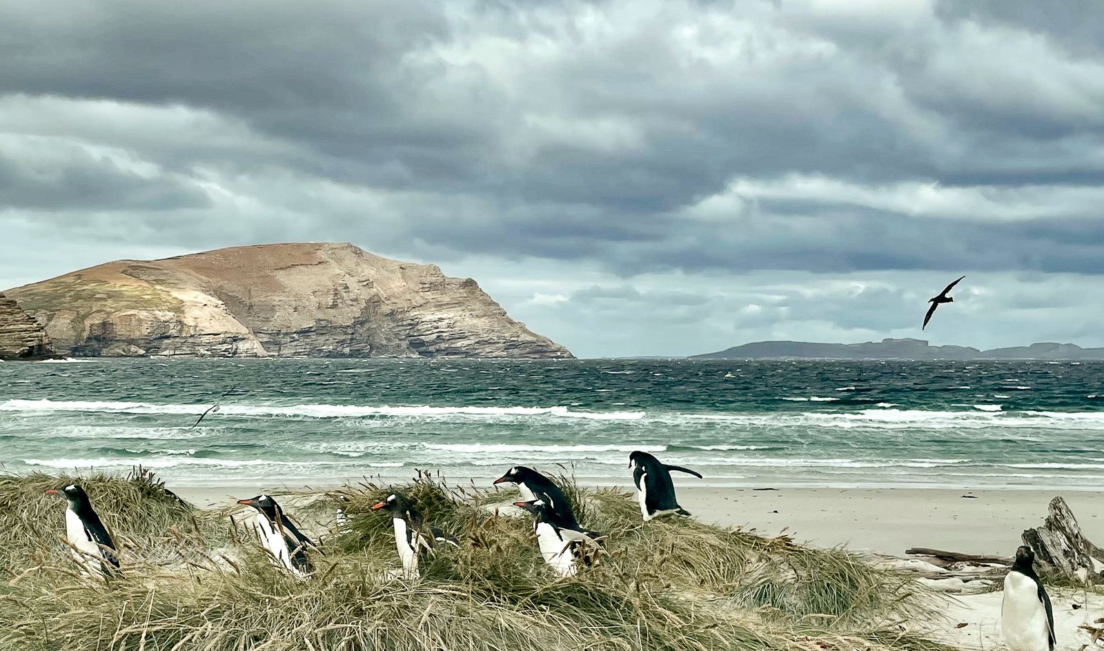 Penguins on the beach