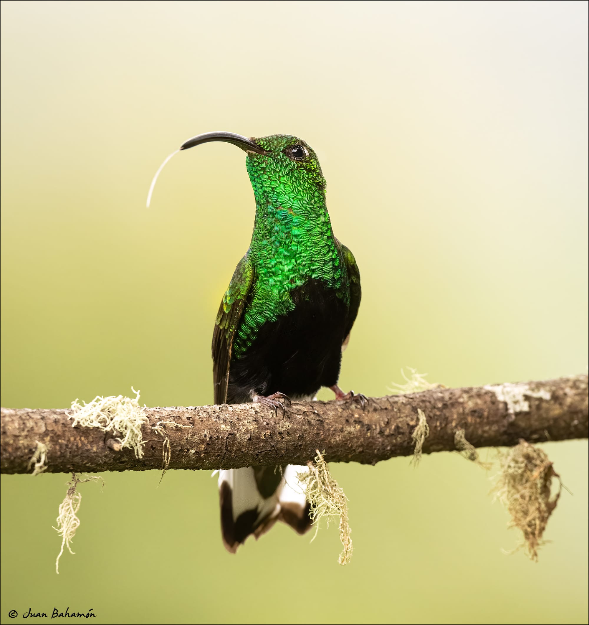 Mountain Velvetbreast