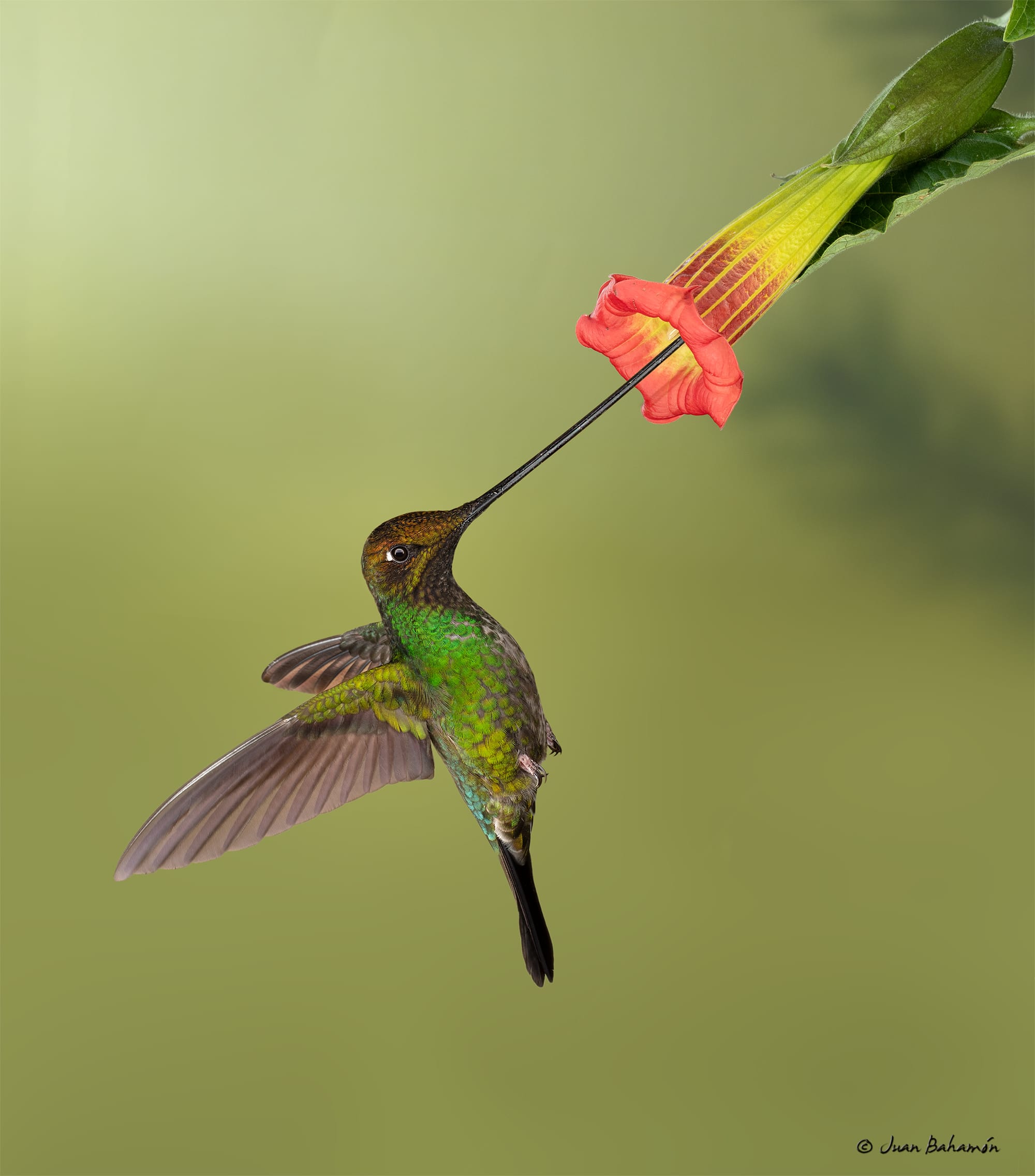 Swordbill Hummingbird