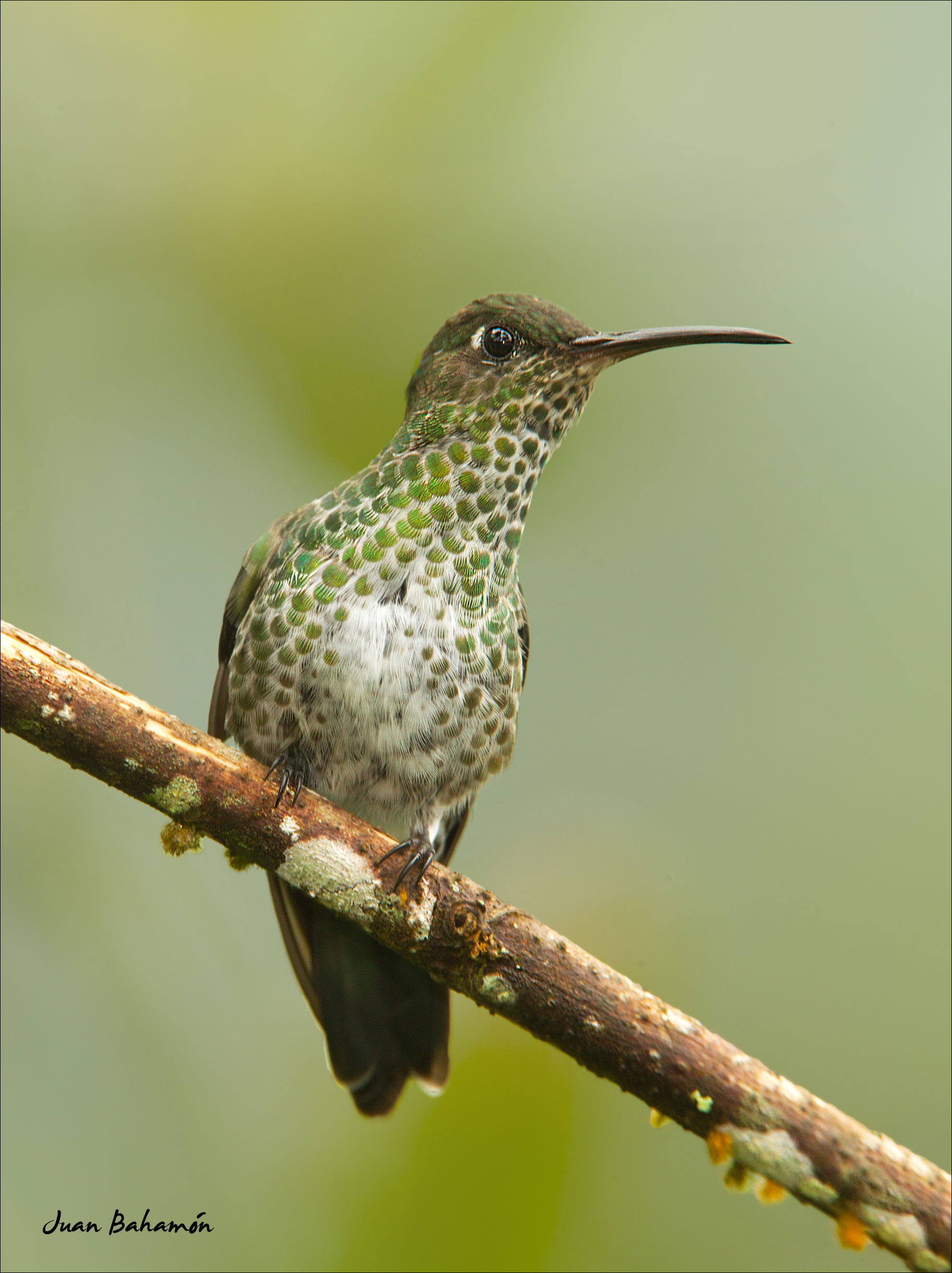 Many Spotted Hummingbird