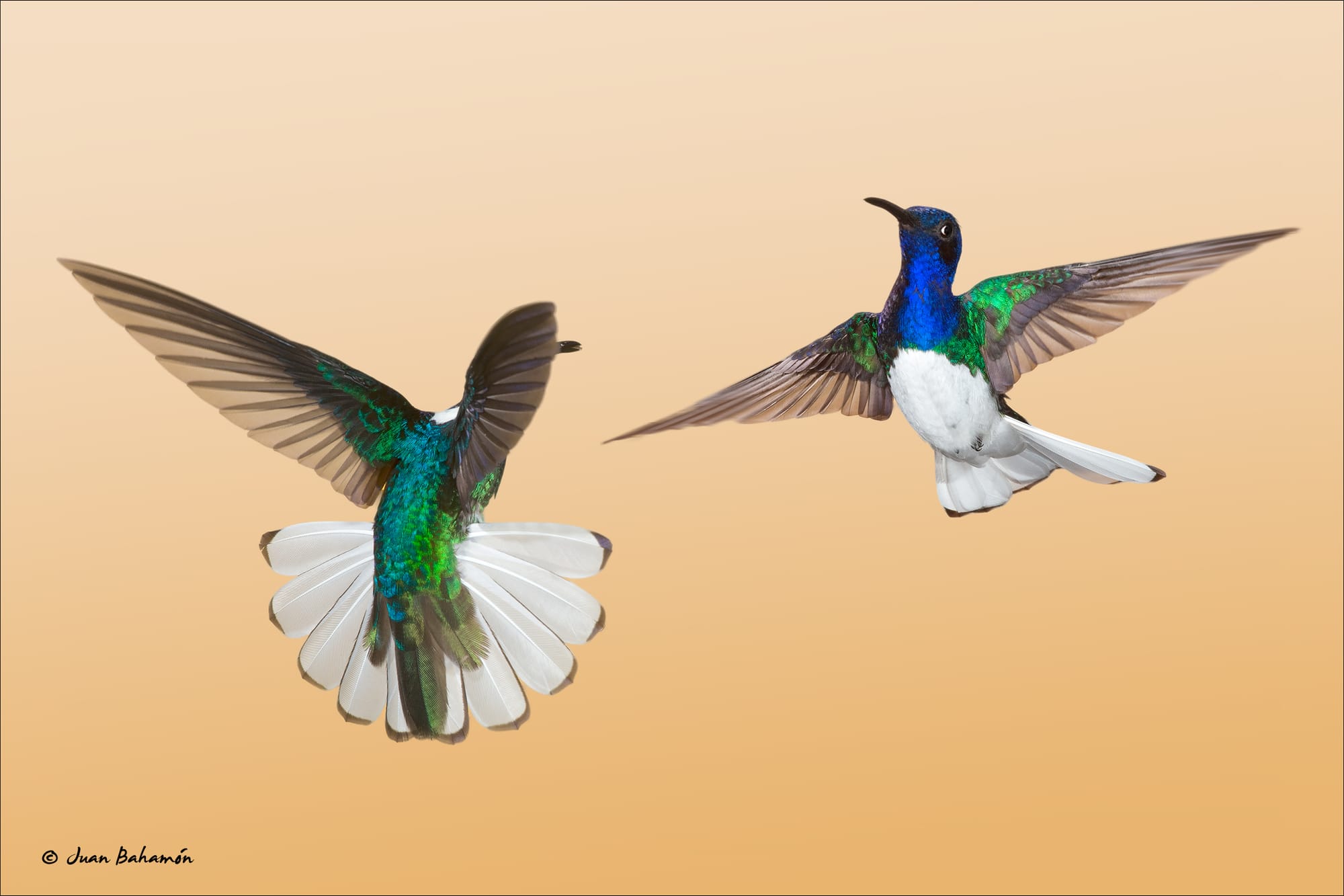 White-necked Jacobin