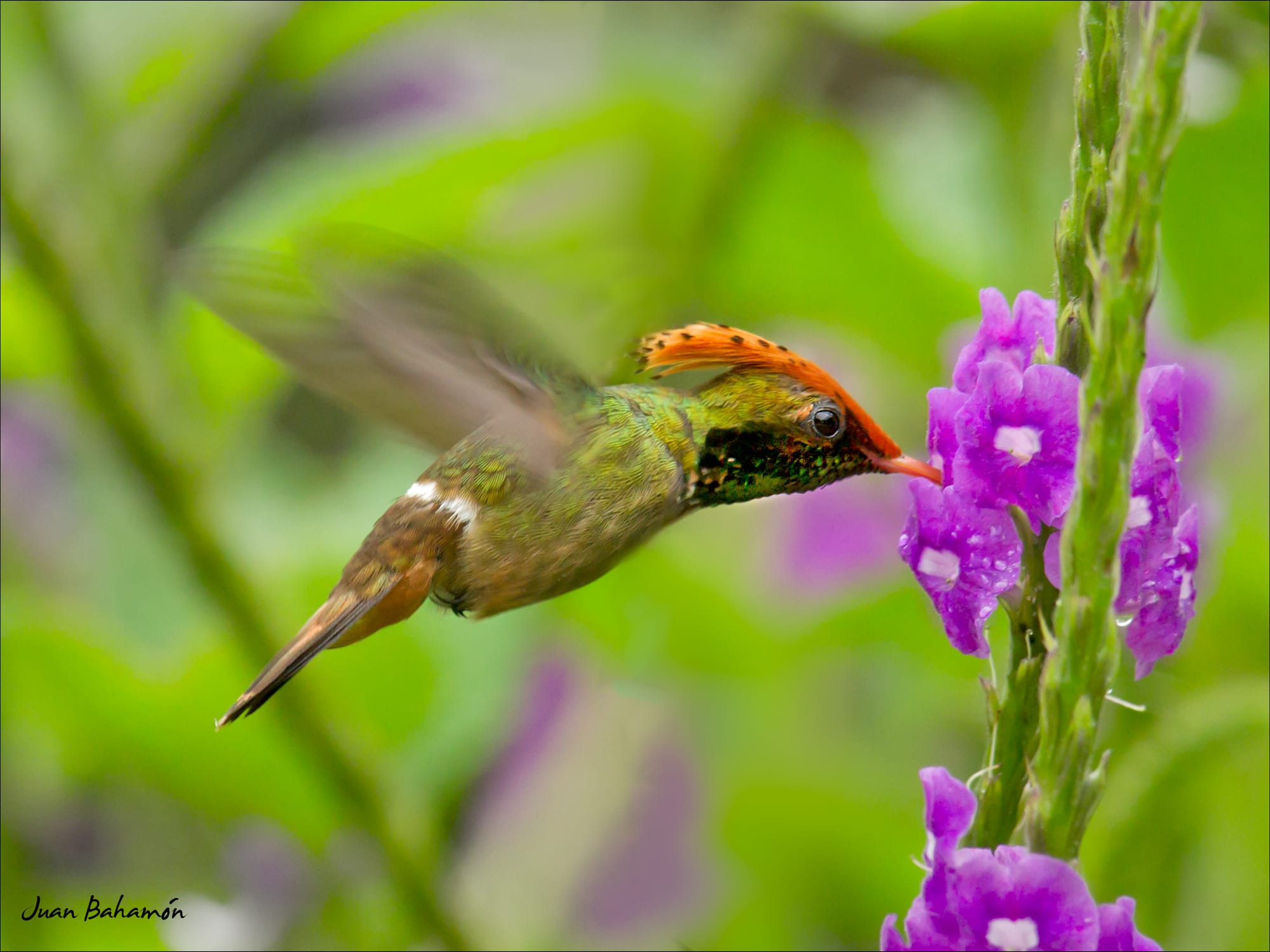 Spangled Coquette