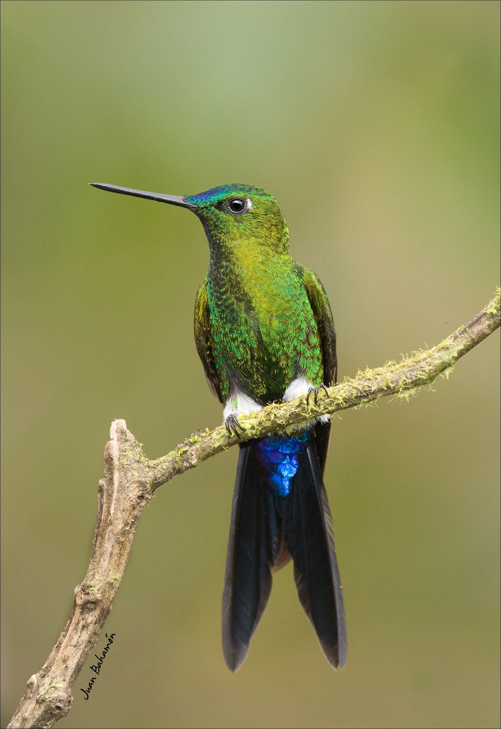 Sapphire-vented Puffleg