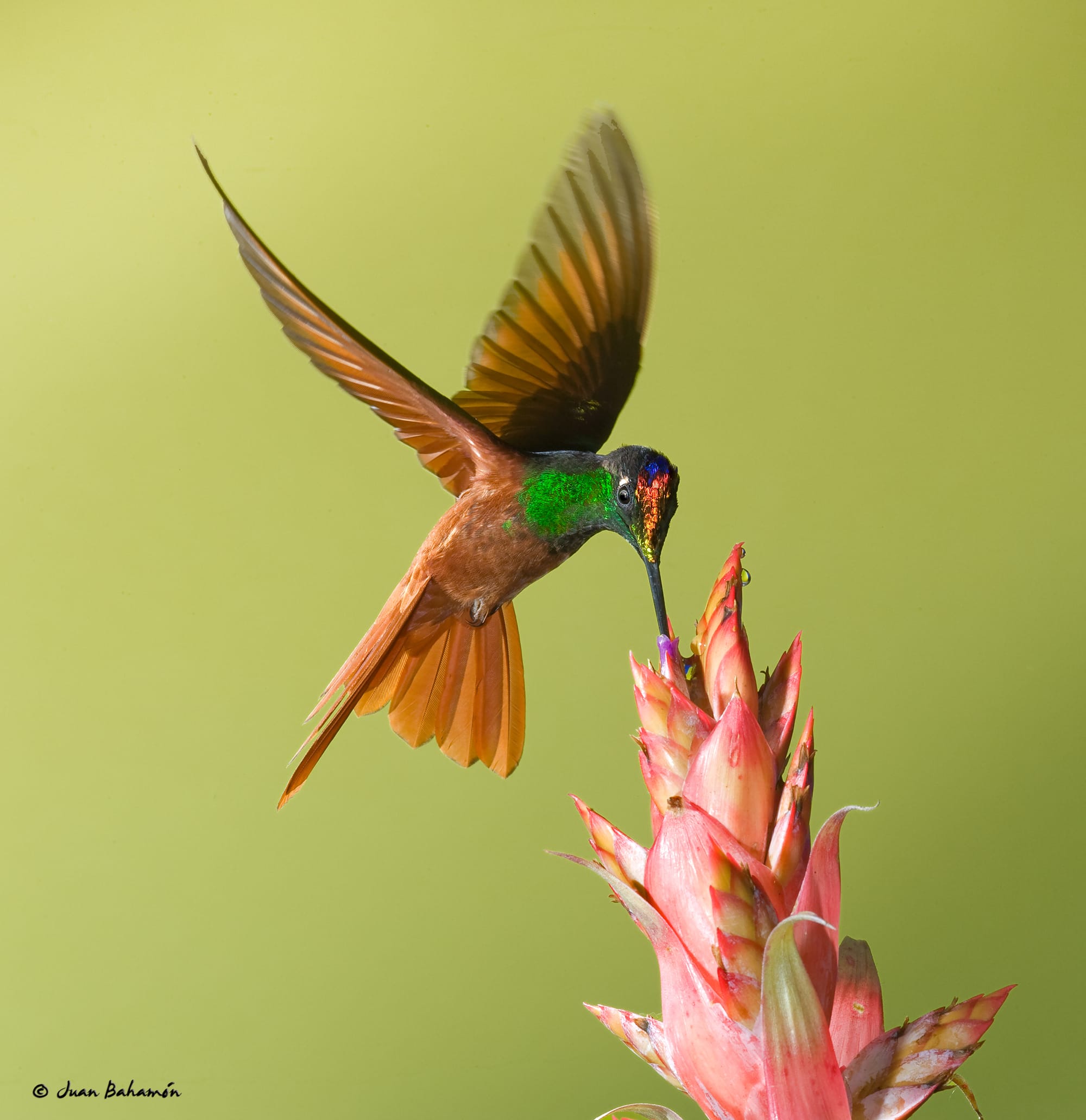 Rainbow Starfrontlet