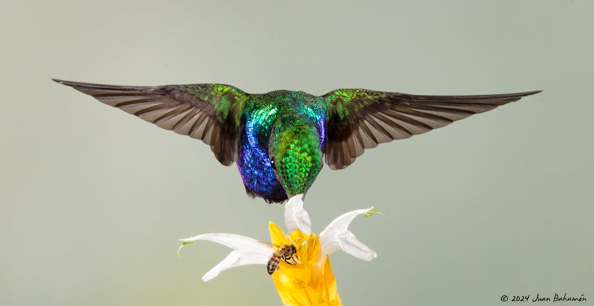Violet-bellied hummingbird