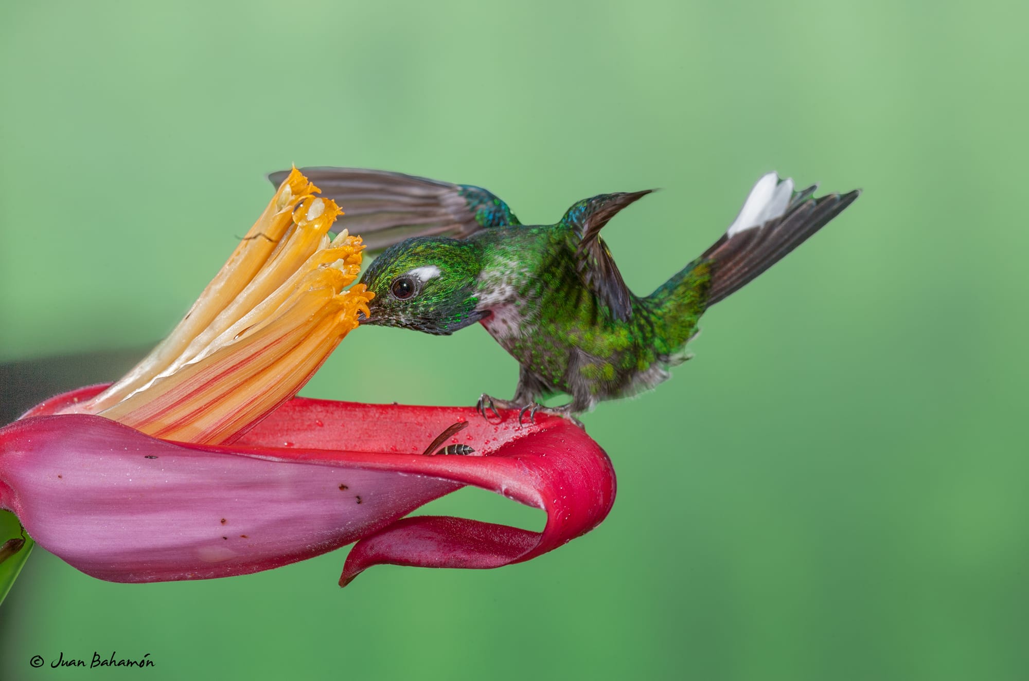 Purple-bibbed Whitetip
