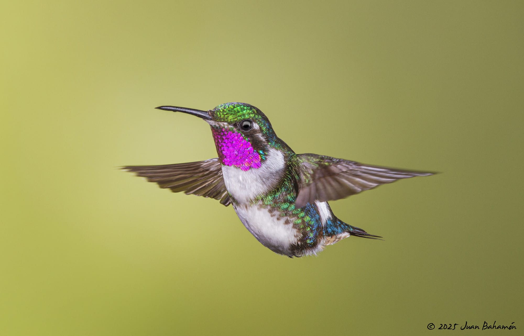 White-bellied Woodstar