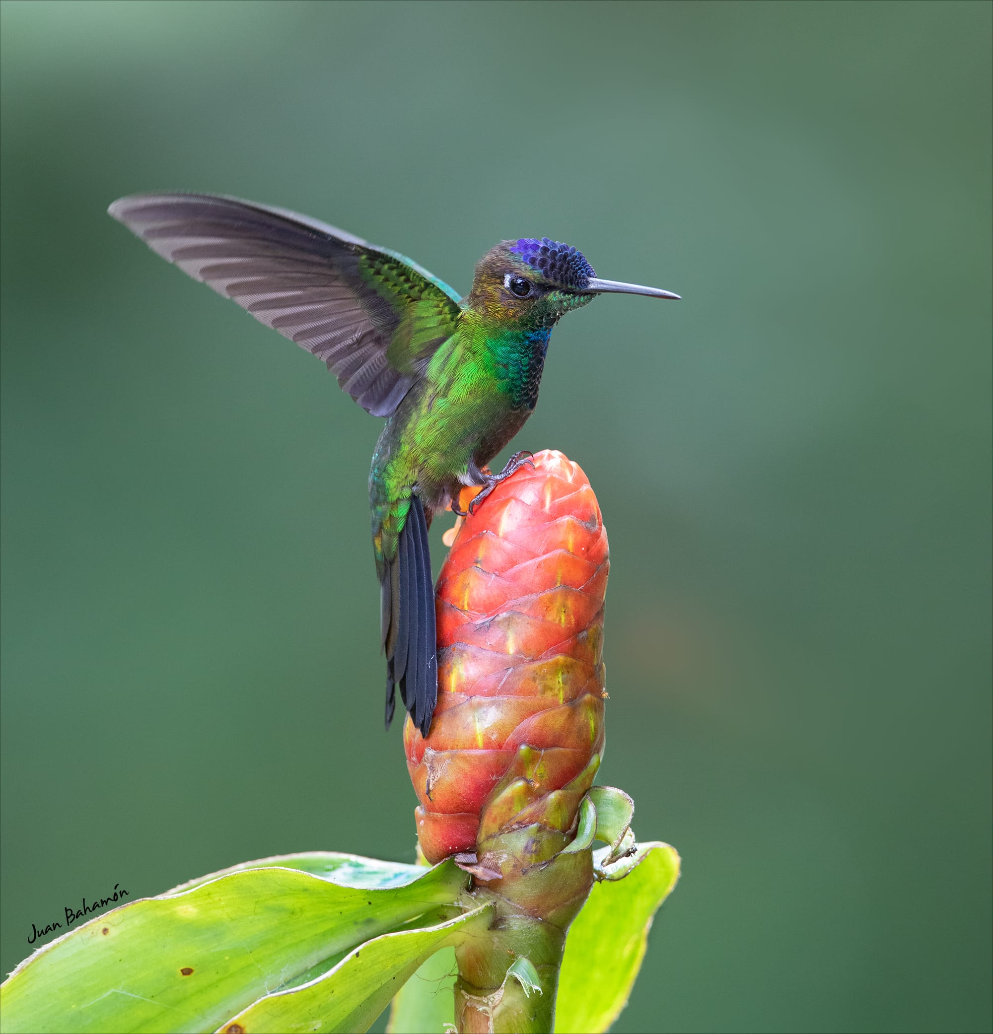 Violet-fronted Brilliant